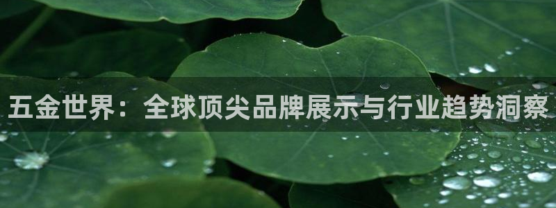 天宏娱乐旗下的网红